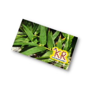 The Bamboo Card 2